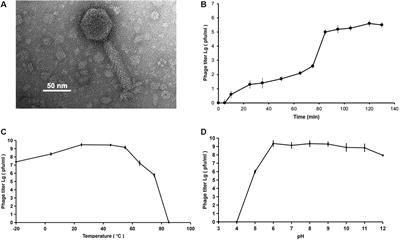 Characterization and Genomic Analysis of Marinobacter Phage vB_MalS-PS3, Representing a New Lambda-Like Temperate Siphoviral Genus Infecting Algae-Associated Bacteria
